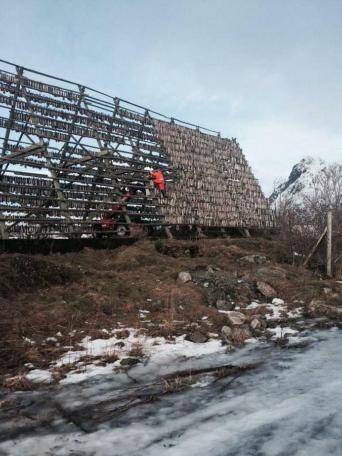 Koselig Hus Naert Havet I Lofoten, Kabelvåg Zewnętrze zdjęcie